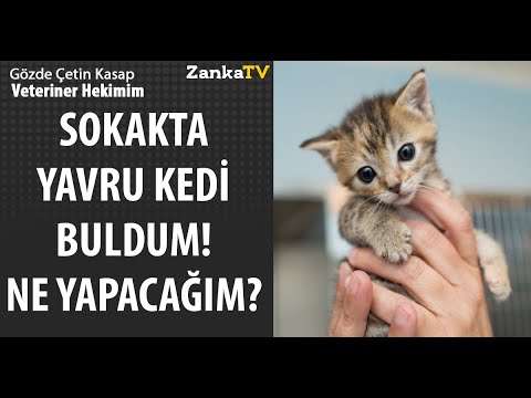 Sokakta Yavru Kedi Buldum Ne Yapacagim Youtube