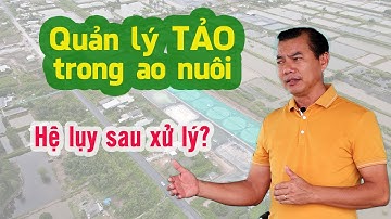 Quản lý TẢO trong ao nuôi tôm công nghệ cao - Hệ lụy sau xử lý?