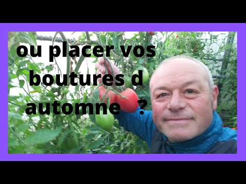 Vidéo: Quand Transplanter Des Jacinthes ? Comment Transplanter Des Fleurs à Un Autre Endroit Du Jardin à La Maison ? Caractéristiques De L'entretien Du Bulbe Après La Transplantation Dans