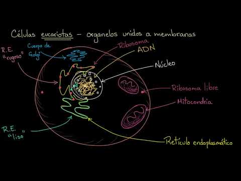 Video: ¿Los eucariotas tienen orgánulos unidos a la membrana?