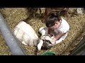 Pennsylvania Farm Show flashback, 2014: a girl and her goat