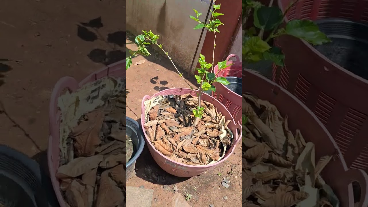 #ต้นไม้ของฉัน