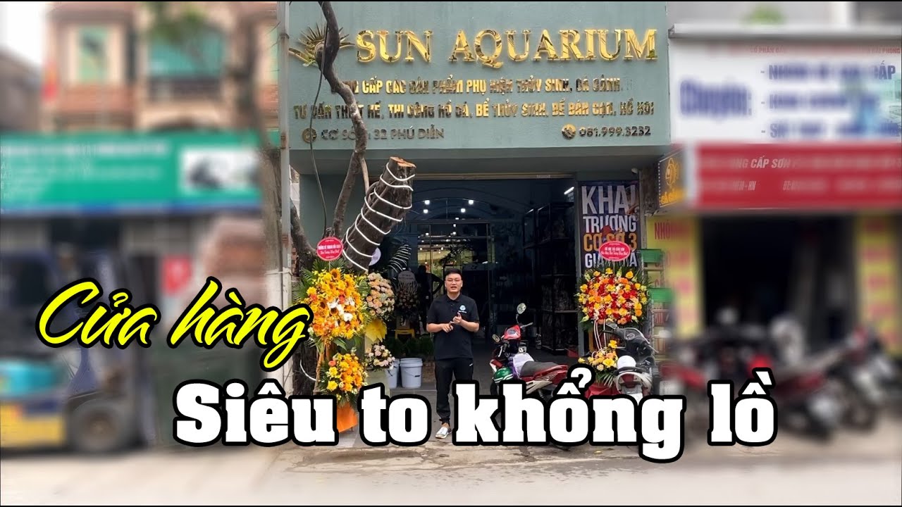 Vlog khai trương cửa hàng thủy sinh Sun Aquarium 32 Phú Diễn siêu to khổng lồ