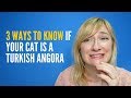 3 ways to know if your cat is a Turkish Angora の動画、YouTube動画。