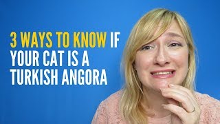 3 ways to know if your cat is a Turkish Angora