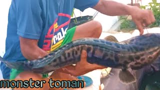 Ikan toman monster _ Ikan toman terbesar yang pernah di dapat selama mancing toman