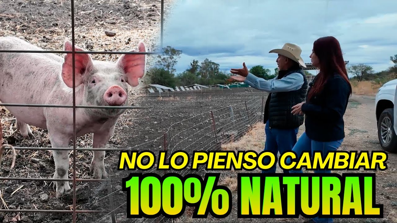 Crianza Natural de LECHONES el Proyecto JABALÍ | Alma Coronel
