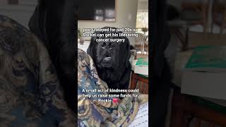 GoFundMe link in my profile #dogshorts#foryoupage