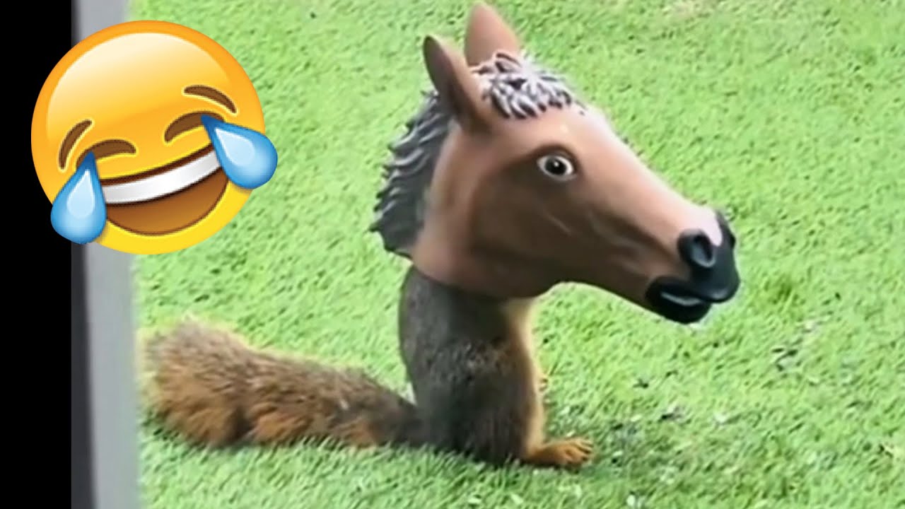 Best Funny Videos Of 2025 😂 TRY NOT TO LAUGH Funny Videos #4 😂