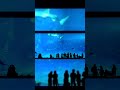 Whale Shark & Manta Ray 4K | ジンベエザメとマンタの回遊 #shorts #aquarium #lofi #asmr #沖縄