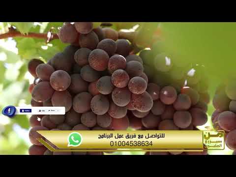 الكريمسون اللبناني صنف عنب ساحر يحقق طفرة في الإنتاج في مزارع وادي النطرون