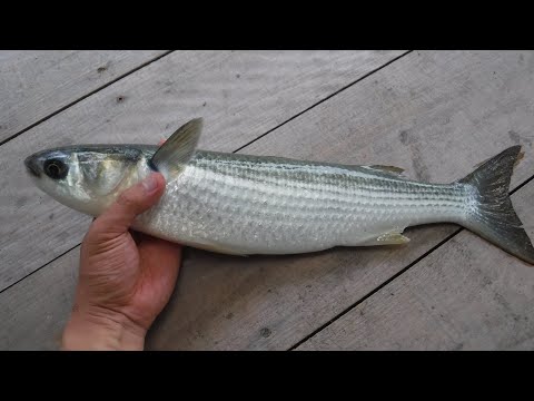 ボラってどんな魚か知ってる 臭くて食べれないのはホント 特徴を詳しくチェック