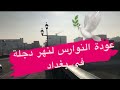 عودة النوارس لنهر دجلة في بغداد 