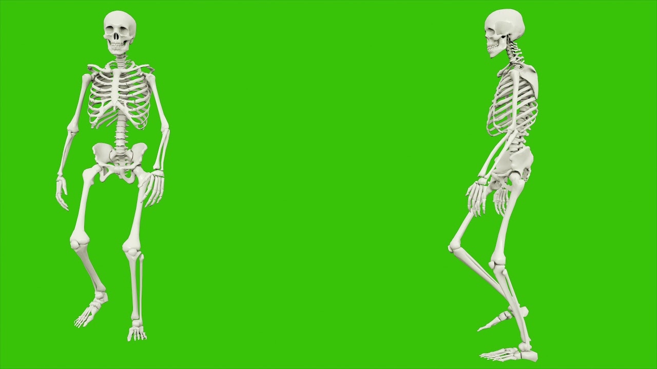 Free footage. Skeleton walk. Seamless loop animation on green screen ...