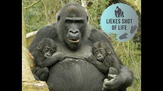 GORILLA SUPERMOM CLIMBS IN A TREE WITH TWINS