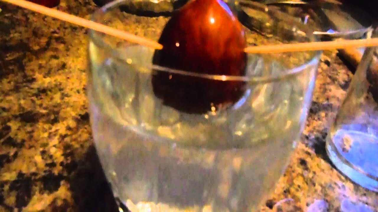 How to root an avocado seed!
