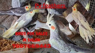 Cocktail birds For sales in salem