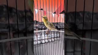 Download Lagu Pleci super #lombok #kicaunusantara #pleci #kecialkuning MP3