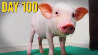 Japanese Man Roasts Pet Pig After Raising It For 100 Days