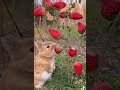 うさぎだぴょん #うさぎ#苺