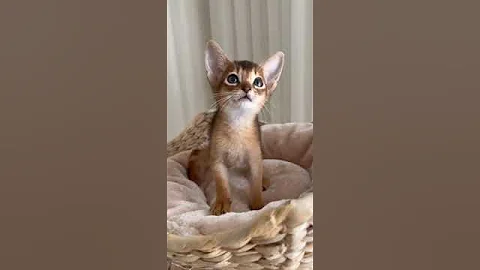 Watch the video about Adorable Abyssinian Kitty Abercrombie