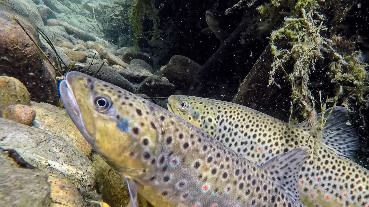 Snag Hole Brown Trout Hanging Out in a Montana Trout Stream YouTube