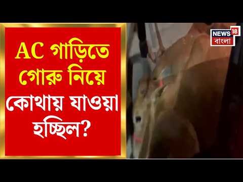 North Bengal News | AC গাড়িতে অভিনব কায়দায় গরু পাচার, Cooch Behar-এ বিক্ষোভ | Bangla News