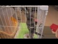 【激カワ】ケージから出たいにゃーともがく子ネコ。 ロシアンブルー