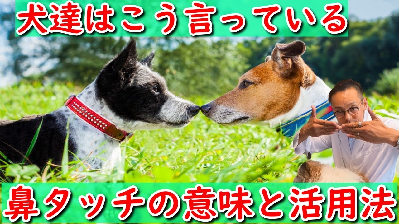 鳴らすだけ 犬笛アプリで甘噛み無駄吠えを早期解決 Youtube