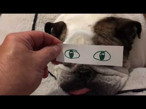 Videó: 3 módszer a kutya vagy kiskutya elnevezésére