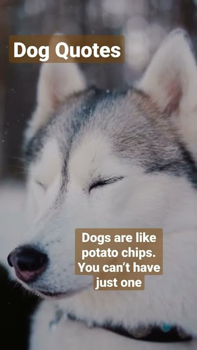 Dog Quotes