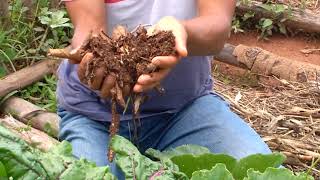 Tenha Uma Horta Saudável sem Adubo Químico ou Esterco