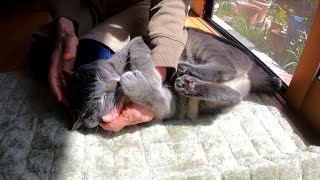 A spoiled cat who won't let go of her beloved grandma's hand.