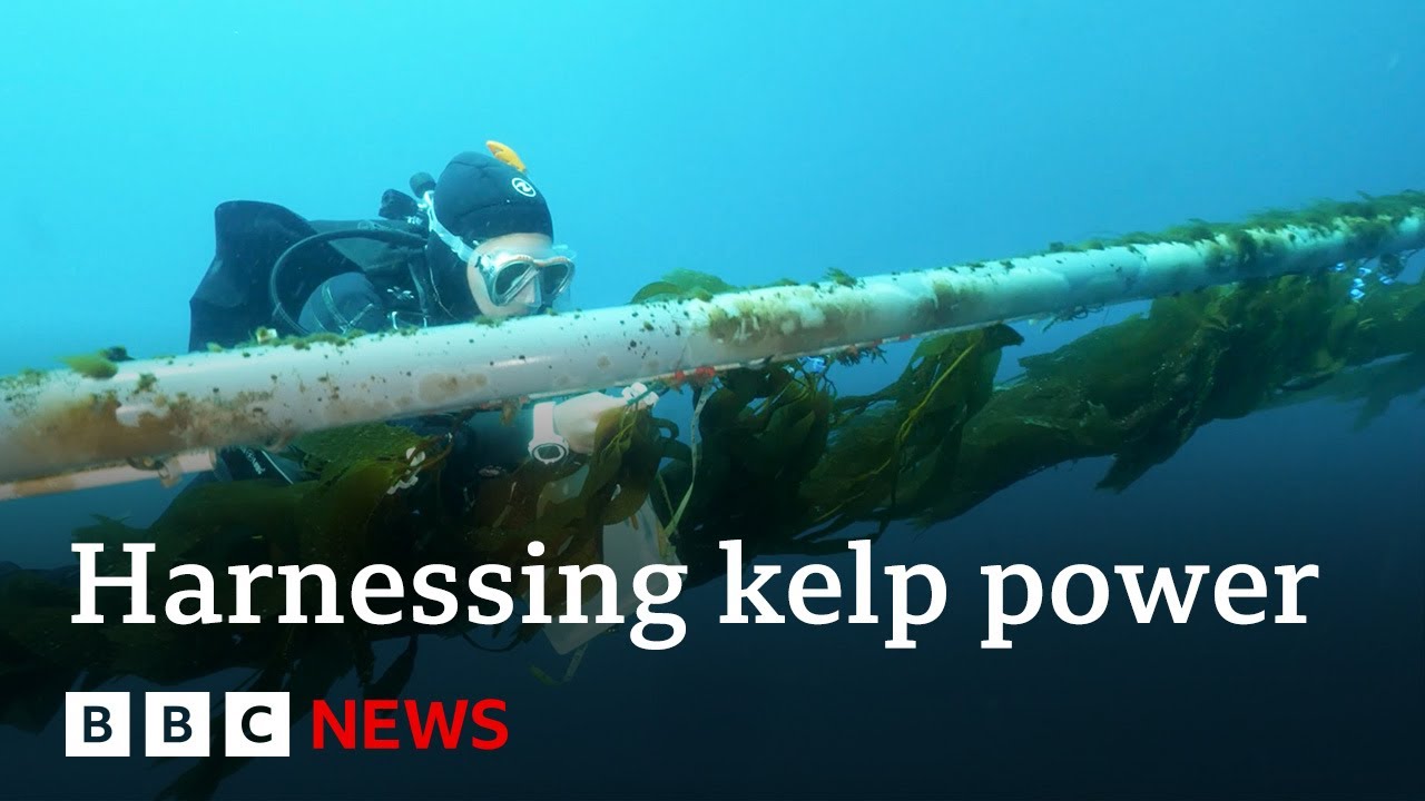 Could giant kelp power our planes? – BBC News