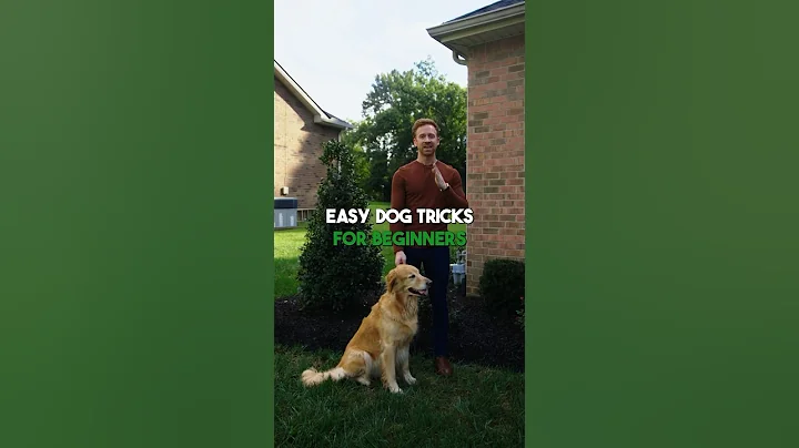 Easy Dog Tricks For Beginners