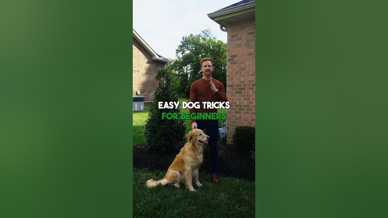 Easy Dog Tricks For Beginners Easy Dog Tricks For Beginners