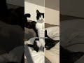 Im not cute anymore #subscribe #ggs #cutecat