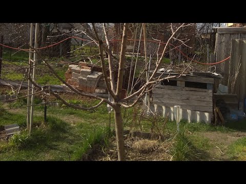 073 Как помочь дереву которое не растет.