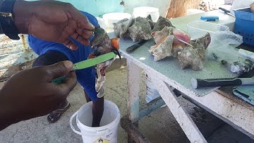 Conch Shellfish/Muscle being removed from its shell at the Fish Market in Nassaua, The Bahamas!