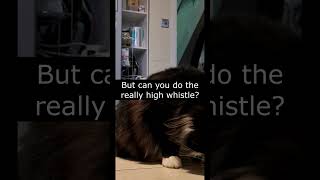 Mr. Darcy trills to Mariah's Emotions ( Happy Purrsday, Mariah! ) - Mr. Darcy, tuxedo cat by Cat Diary - just sharing days of being a cat 42 views 1 month ago 1 minute, 3 seconds