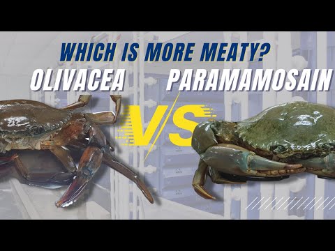 Video: Qual è la definizione di meatiness?