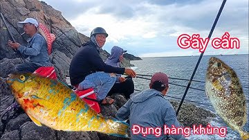 Câu Cá Biển, Câu Cá, Câu Ghềnh : Cá Mó, Cá Giò Dép , Đụng Hạng Nặng Gãy Cần