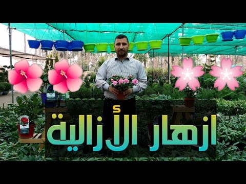 فيديو: ما هي أزياء الأزالية: تعرف على معلومات ورعاية أزياء الأزالية