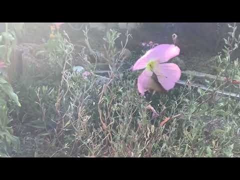 Βίντεο: Στόρος γερακιού - ένα απειλούμενο θαύμα ανάμεσα στα έντομα