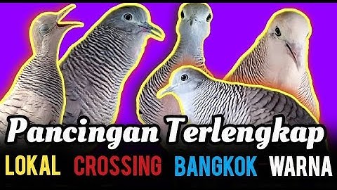 Pancingan Perkutut Terlengkap, LOKAL CROSSING BANGKOK WARNA