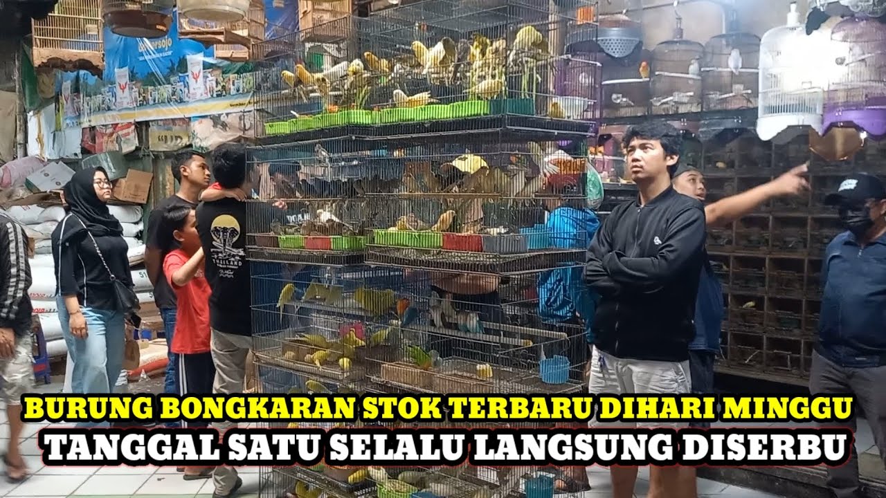 BONGKARAN KENARI,LOVEBIRD,FALK DAN PARKIT TERBARU DIHARI MINGGU KIOS KASMIN PASAR BURUNG PRAMUKA