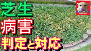 芝生病害の判定と初動対策・根本対策全プロセス　家庭での実践事例　#芝生