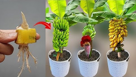 SUPER SPECIAL TECHNIQUE for propagating banana trees using chicken eggs to grow super fast