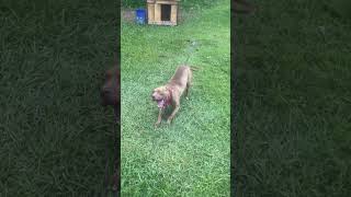 Diesel Carverboliosorrells