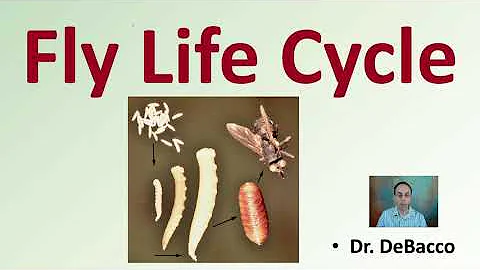 Fly Life Cycle - DayDayNews